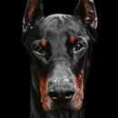 Doberman wallpaper APK