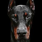 Doberman wallpaper icône