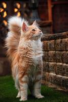 Persian cat wallpaper Cartaz