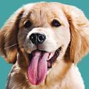 Golden retriever wallpaper APK