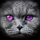 Scottish cat wallpaper APK