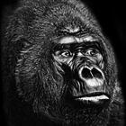 Gorilla wallpaper icône