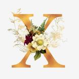 Featured images of the letter X