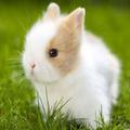 Little bunnies-pets