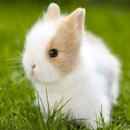 Little bunnies-pets APK
