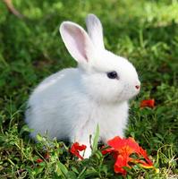 Little bunnies-pets Affiche