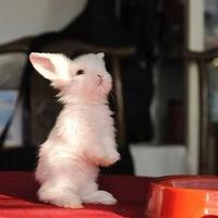 Little bunnies-pets capture d'écran 1