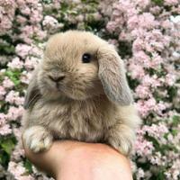 Little bunnies-pets capture d'écran 2