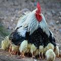 Funny and absurd pictures