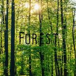 Sleep Sounds - Forest