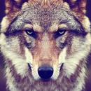 Wolf Wallpapers 4K APK