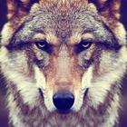 Wolf Wallpapers 4K simgesi