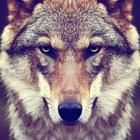 Wolf Wallpapers 4K آئیکن