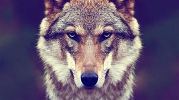 Wolf Wallpapers 4K स्क्रीनशॉट 1