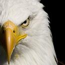 Eagle Wallpaper APK