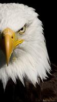 Eagle Wallpaper Plakat