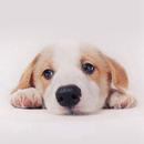 Dog Wallpaper 2021 APK