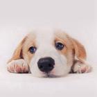 Dog Wallpaper icono