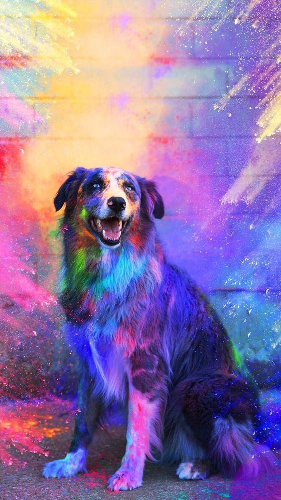 Dog Wallpaper APK for Android Download Dog Wallpaper APK for Android Download