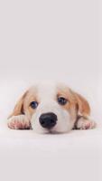 Dog Wallpaper captura de pantalla 1