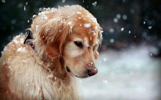 Dog Wallpaper captura de pantalla 2