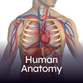 Human Anatomy