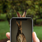 Kanguru wallpaper HD أيقونة