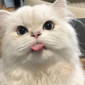 WALLPAPER KUCING