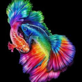 Wallpaper Ikan Hias