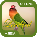 Masteran Burung Lovebird Offli