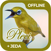 Masteran Burung Pleci Offline