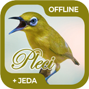 Masteran Burung Pleci Offline-APK