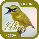 Masteran Burung Pleci Offline APK