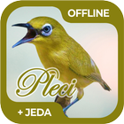 Masteran Burung Pleci Offline ícone
