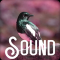 ”Sounds natural ringtone 23