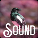 Sounds natural ringtone 23 APK