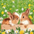 Little bunnies-pictures आइकन