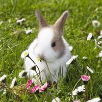 Little bunnies-pictures स्क्रीनशॉट 3