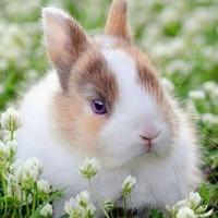 Little bunnies-pictures पोस्टर