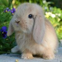 Little bunnies-pictures स्क्रीनशॉट 1