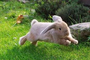 Little bunnies-pictures स्क्रीनशॉट 2