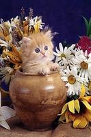 Котята-живые обои скриншот 1