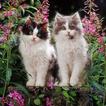 Kittens-bloemen-Schoonheid