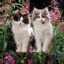 새끼 고양이 꽃 - 아름다움 APK