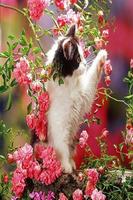 Kocięta-kwiaty-Piękno plakat