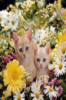 Котята-цветы-Красота скриншот 1