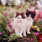Котята, цветы, красота иконка