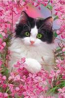 Котята, цветы, красота постер