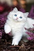 Котята, цветы, красота скриншот 1