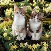 Gattini e fiori